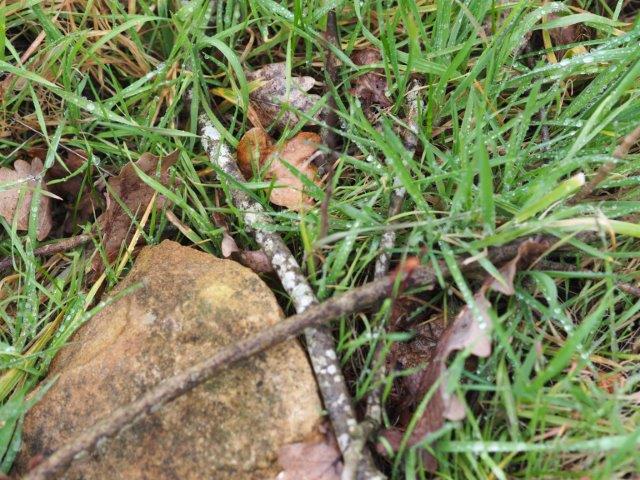 Les plantes quj poussent déjà sur le terrain